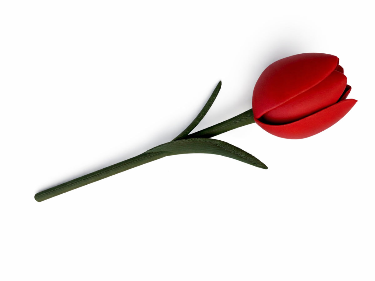 Tulipaner